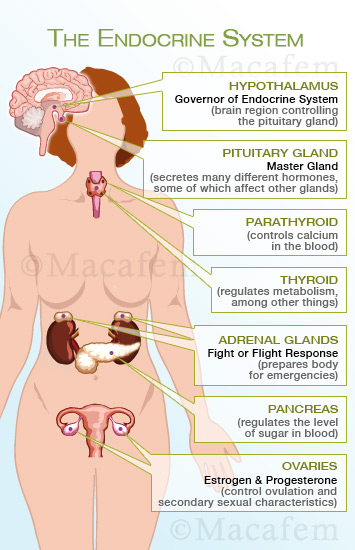 Macafem endocrine system
